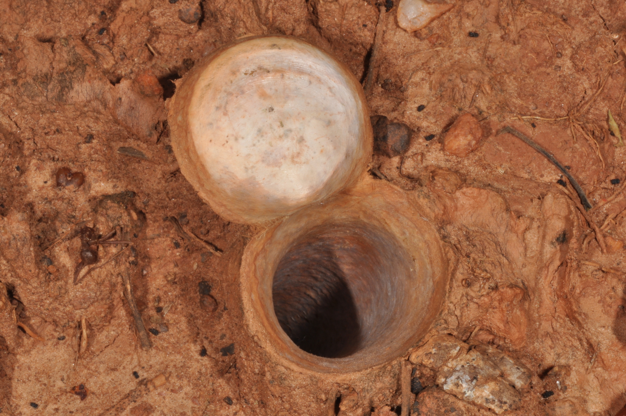 Actinopus rufipes (Lucas, 1834)