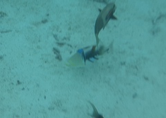 Rhinecanthus aculeatus