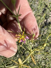 Zygophyllum indicum