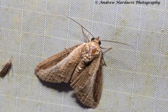 Lophoptera squammigera