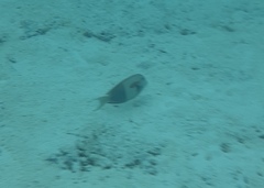 Acanthurus olivaceus