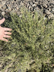Zygophyllum indicum