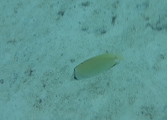 Chaetodon citrinellus