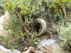 Tylecodon paniculatus