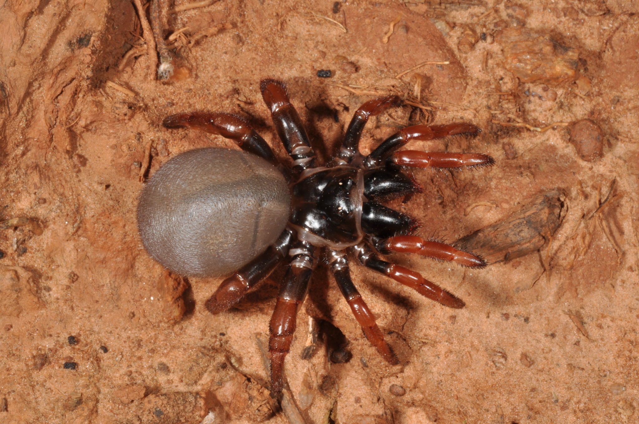 Actinopus rufipes (Lucas, 1834)
