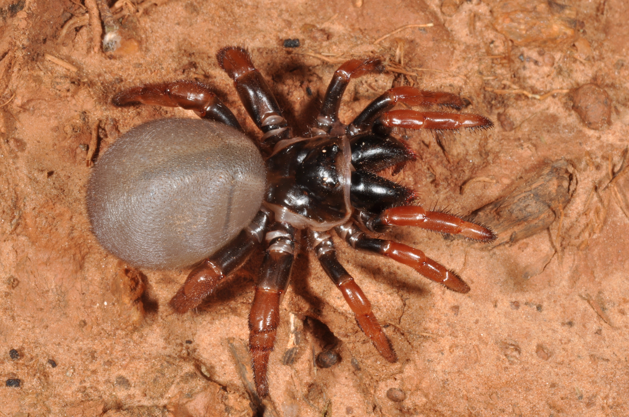 Actinopus rufipes (Lucas, 1834)