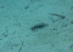 Rhinecanthus aculeatus