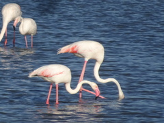 Phoenicopterus roseus