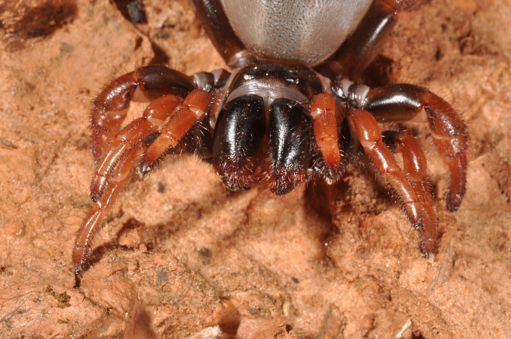 Actinopus rufipes (Lucas, 1834)