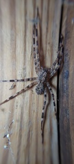 Acanthoctenus
