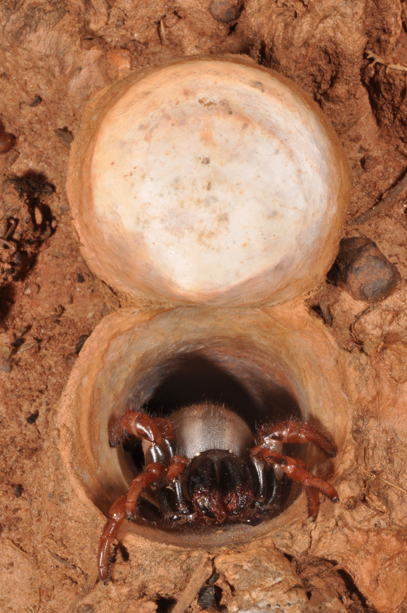 Actinopus rufipes (Lucas, 1834)