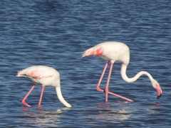 Phoenicopterus roseus