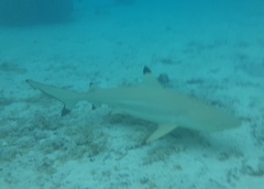Carcharhinus melanopterus