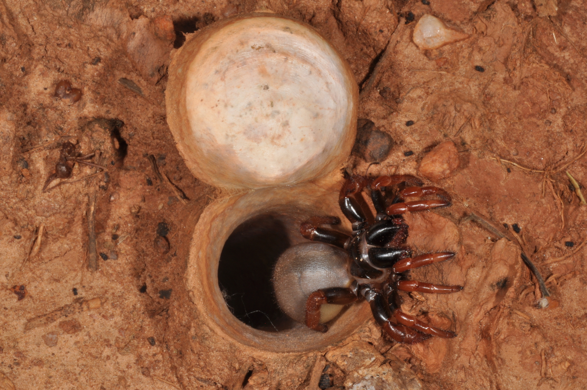 Actinopus rufipes (Lucas, 1834)
