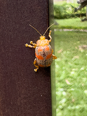 Podontia dalmani
