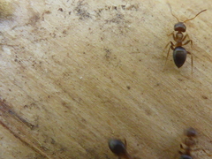 Lasius brunneus