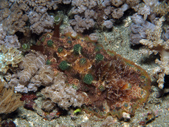 Dendrodoris tuberculosa