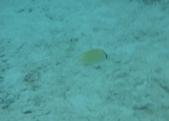 Chaetodon citrinellus