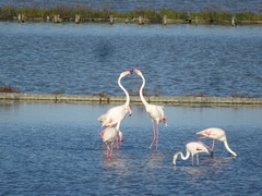 Phoenicopterus roseus