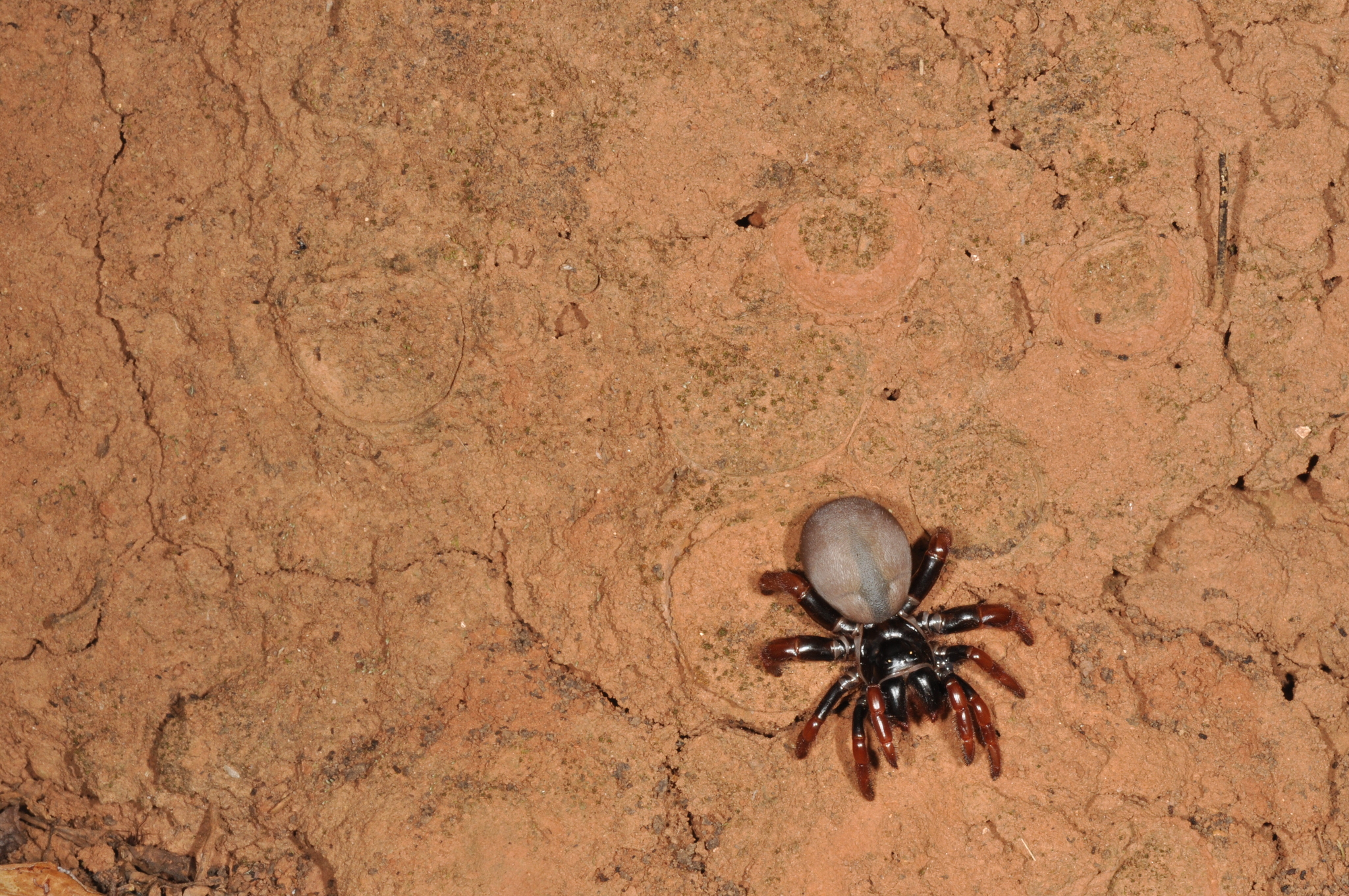 Actinopus rufipes (Lucas, 1834)