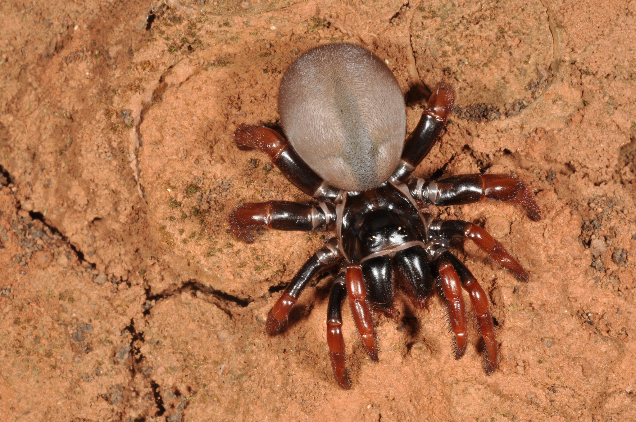 Actinopus rufipes (Lucas, 1834)