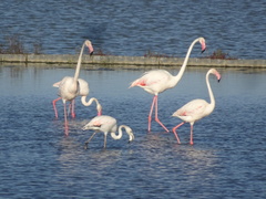 Phoenicopterus roseus