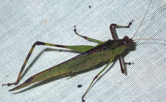 Euceraia rufovariegata