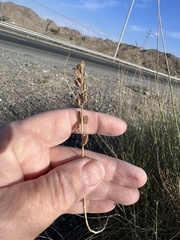 Leptadenia pyrotechnica