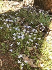 Houstonia
