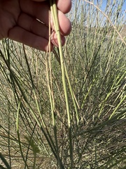 Leptadenia pyrotechnica