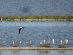 Himantopus himantopus