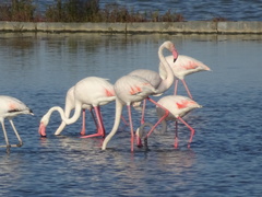 Phoenicopterus roseus