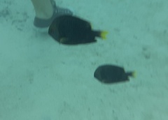 Dascyllus flavicaudus