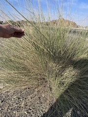 Leptadenia pyrotechnica