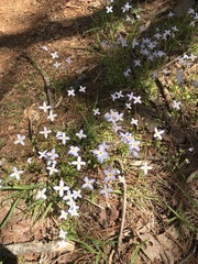Houstonia