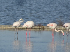 Phoenicopterus roseus