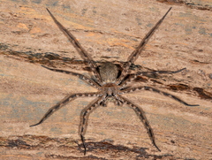 Trechalea bucculenta