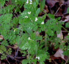 Chaerophyllum procumbens