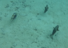 Acanthurus olivaceus