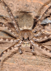 Trechalea bucculenta