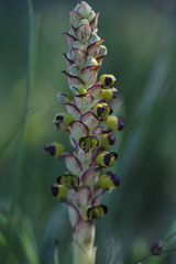 Pterygodium ingeanum
