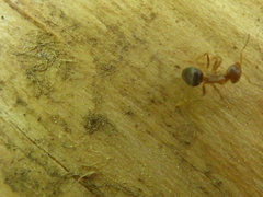 Lasius brunneus
