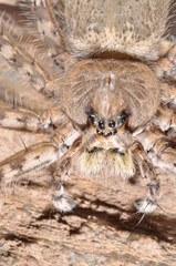 Trechalea bucculenta