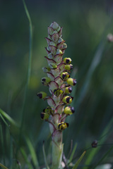 Pterygodium ingeanum