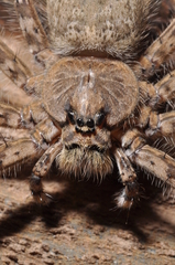 Trechalea bucculenta