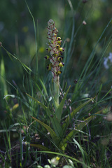Pterygodium ingeanum
