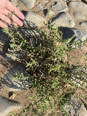 Caroxylon imbricatum
