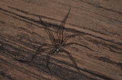 Trechalea bucculenta