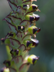 Pterygodium ingeanum