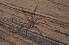 Trechalea bucculenta